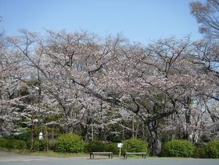 三ツ沢公園サクラ開花情報2021【3月24日】