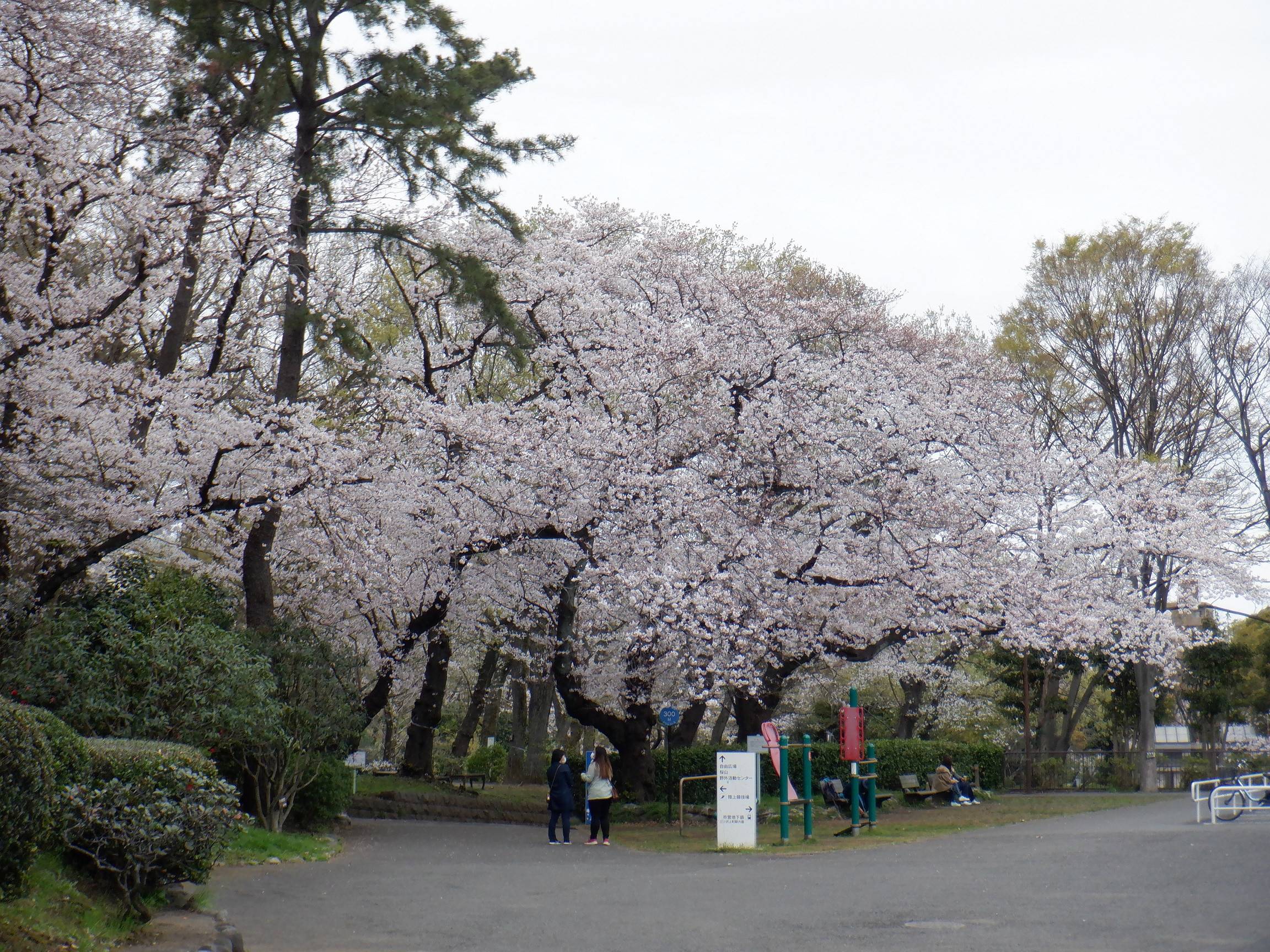 三ツ沢公園サクラ開花情報2021【おすすめスポット】の写真