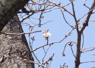 三ツ沢公園サクラ開花情報2021【3月17日】
