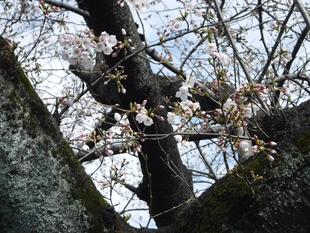 三ツ沢公園サクラ開花情報2021【3月23日】