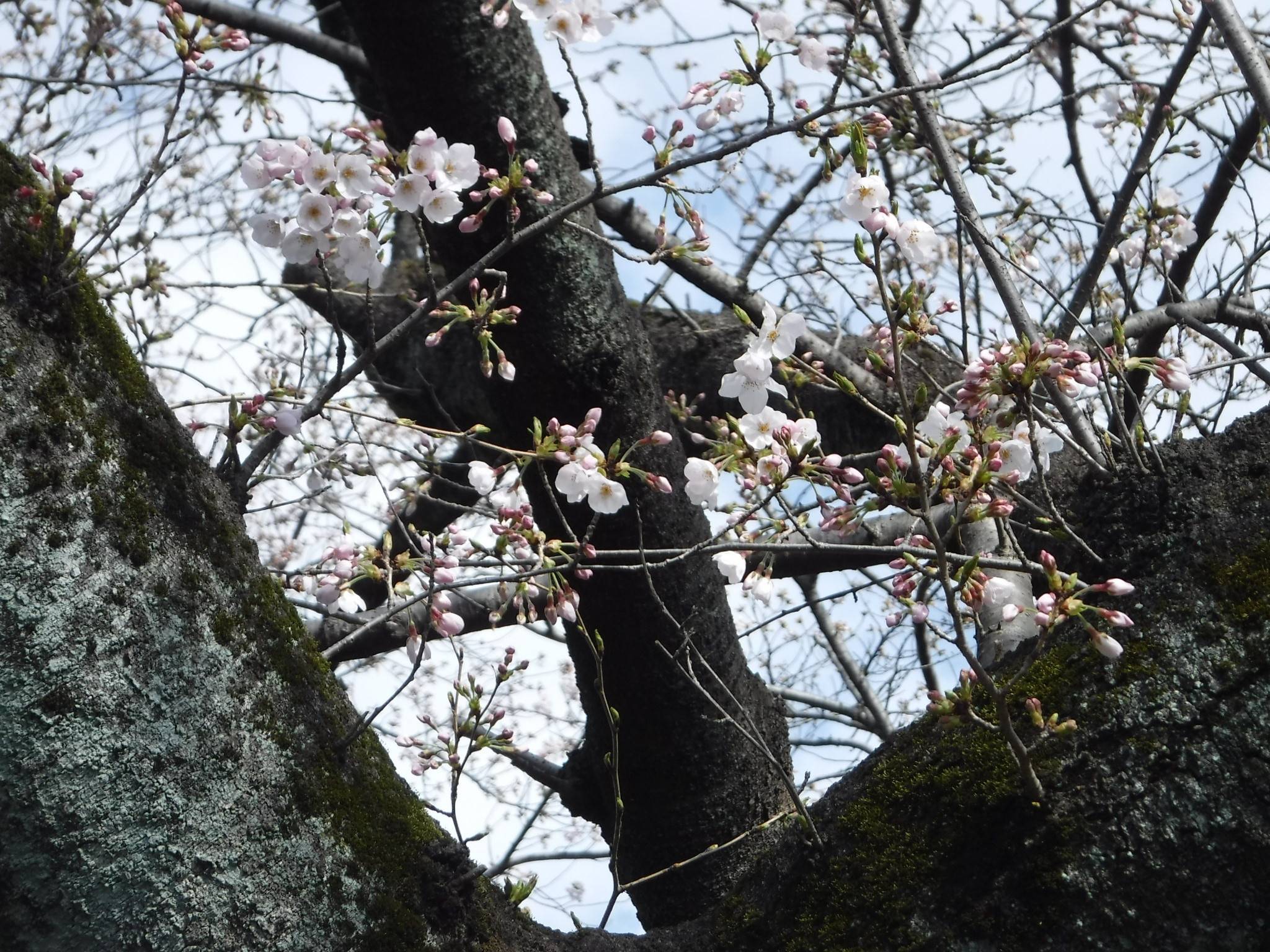 三ツ沢公園サクラ開花情報2021【3月23日】の写真