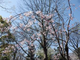 紅シダレザクラ~記念植樹
