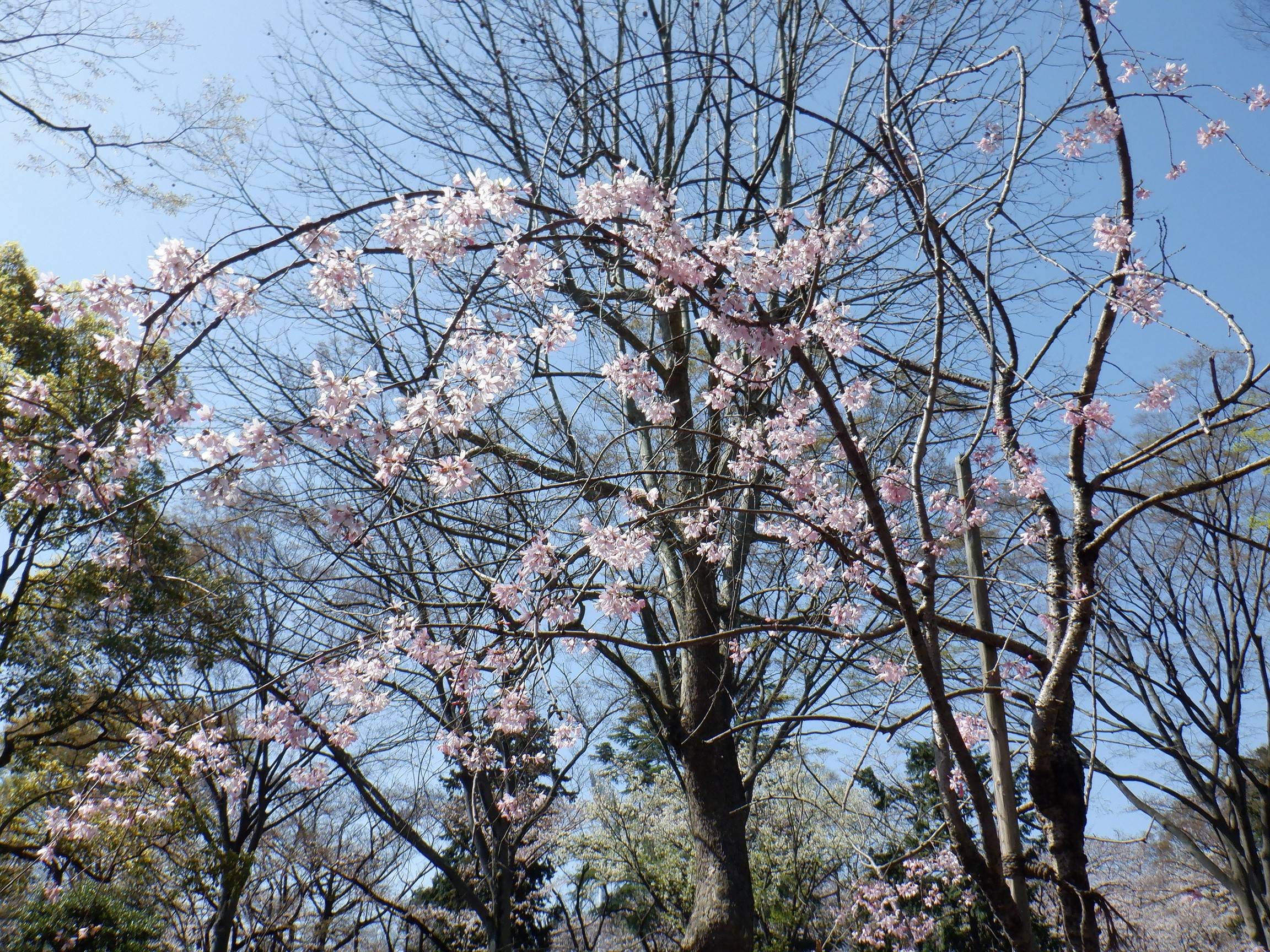 紅シダレザクラ~記念植樹の写真