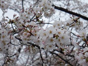 三ツ沢公園サクラ開花情報2021【3月25日】