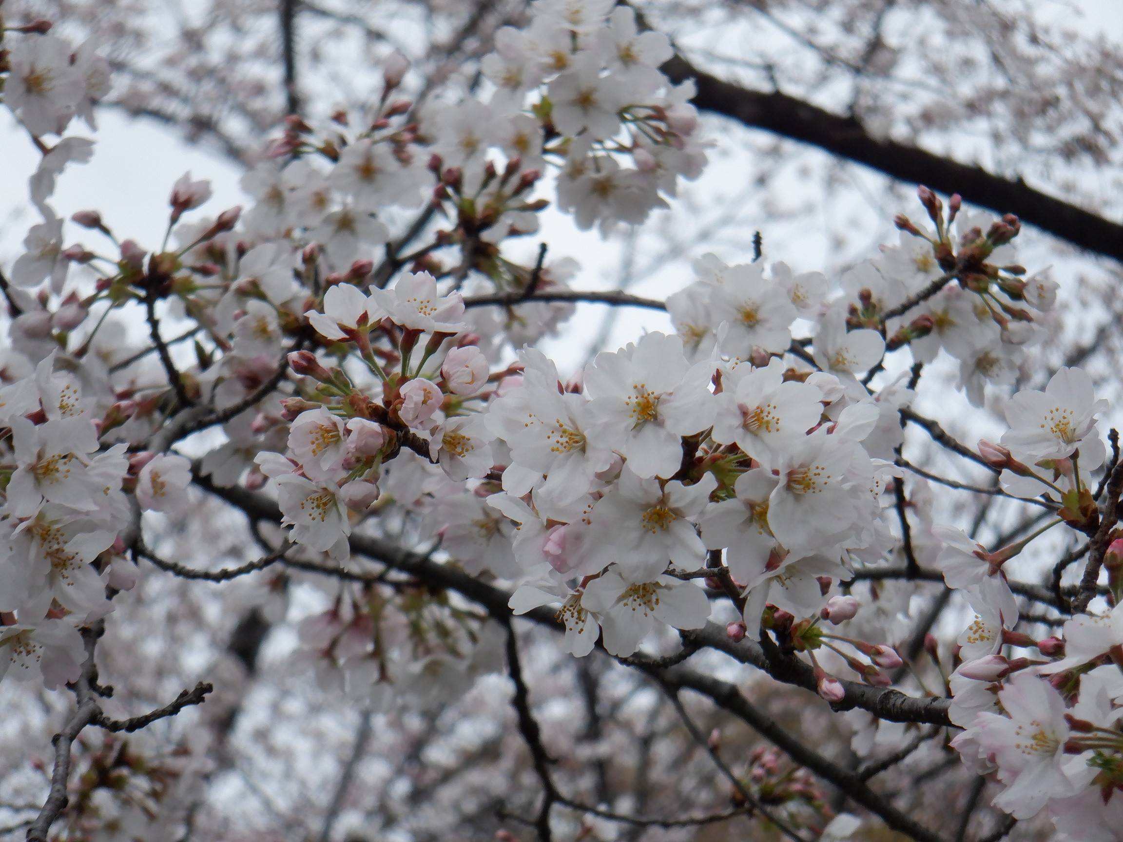 三ツ沢公園サクラ開花情報2021【3月25日】の写真