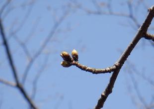 三ツ沢公園サクラ開花情報【3月11日】