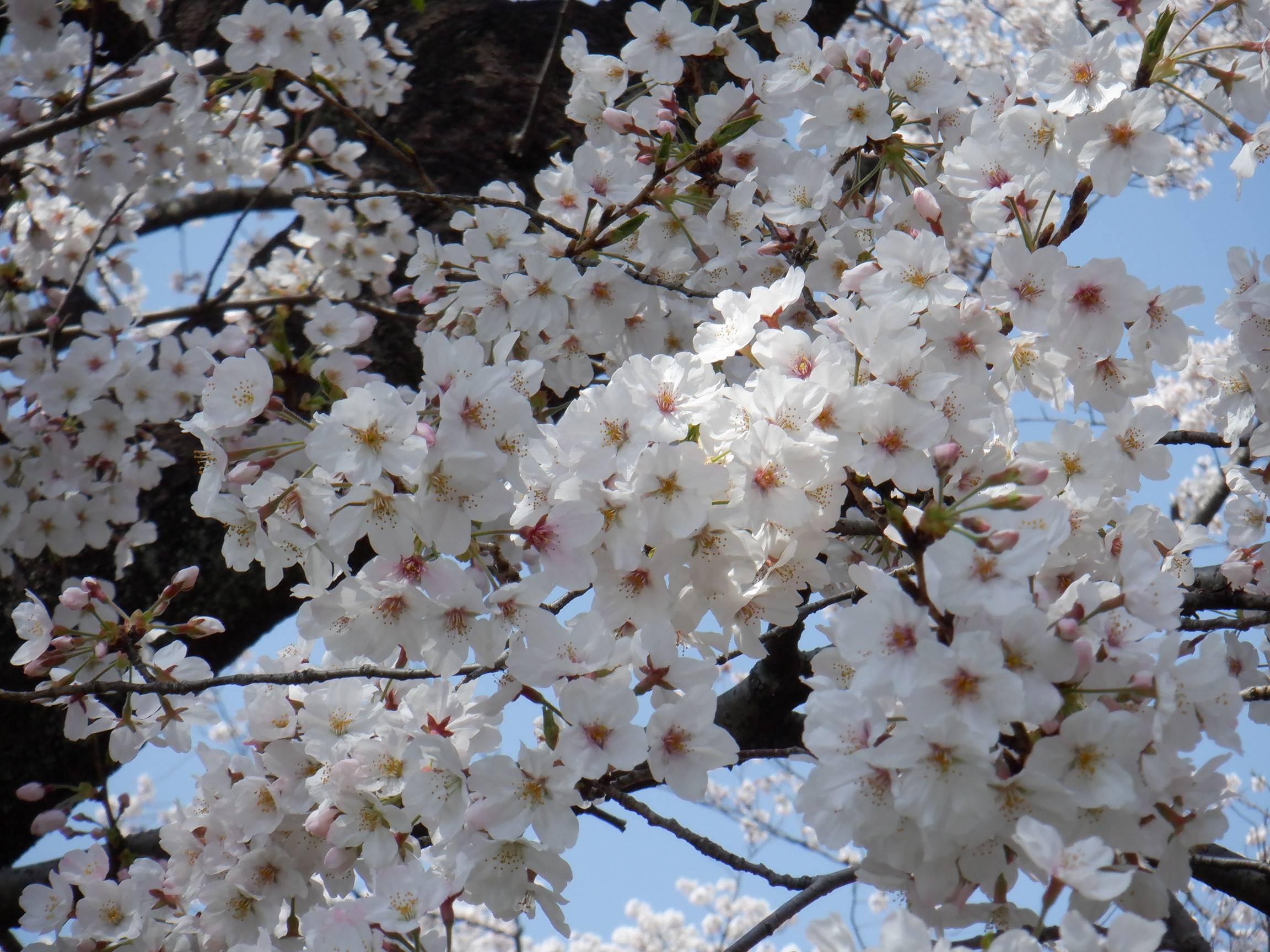 三ツ沢公園サクラ開花情報2021【3月27日】の写真