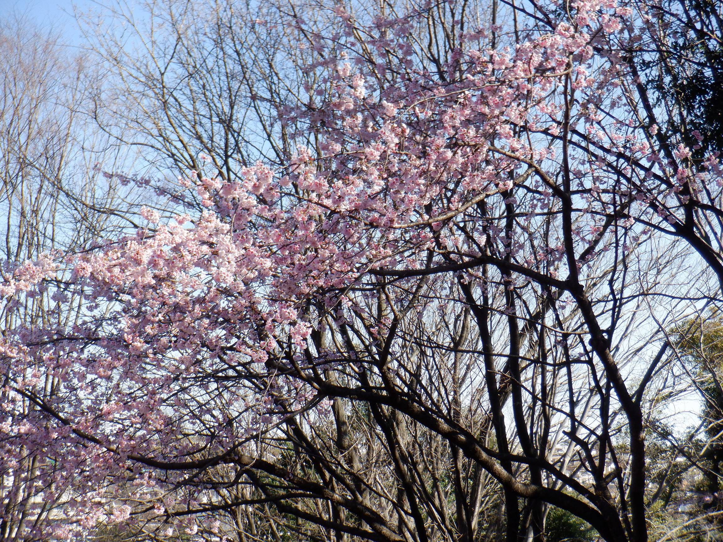 早咲きのサクラ（その２）の写真