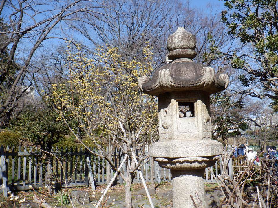 サンシュユの写真