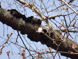 三ツ沢公園サクラ開花情報2021【3月20日】