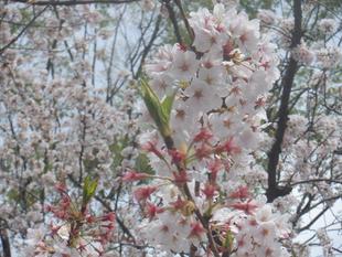 三ツ沢公園サクラ開花情報2021【3月30日】