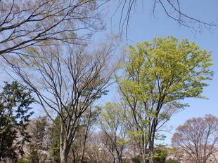 季節の花木(自由広場周辺)