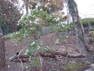 アセビ（馬酔木）