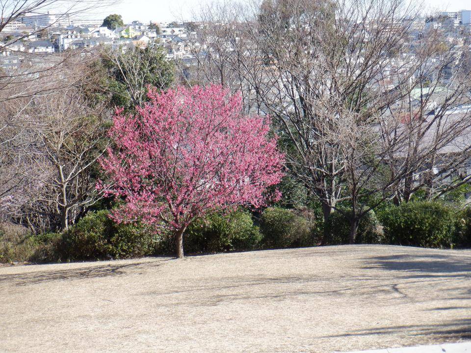 早咲きのサクラ（その１）の写真