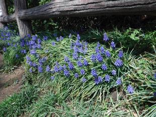 ムスカリ(英名:グレープヒヤシンス)