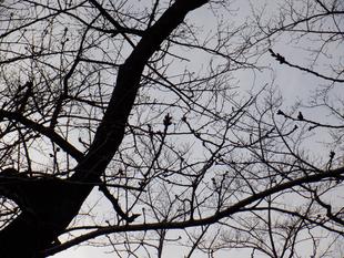三ツ沢公園 桜開花情報スタートします