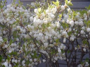 春と秋楽しめる「ドウダンツツジ」