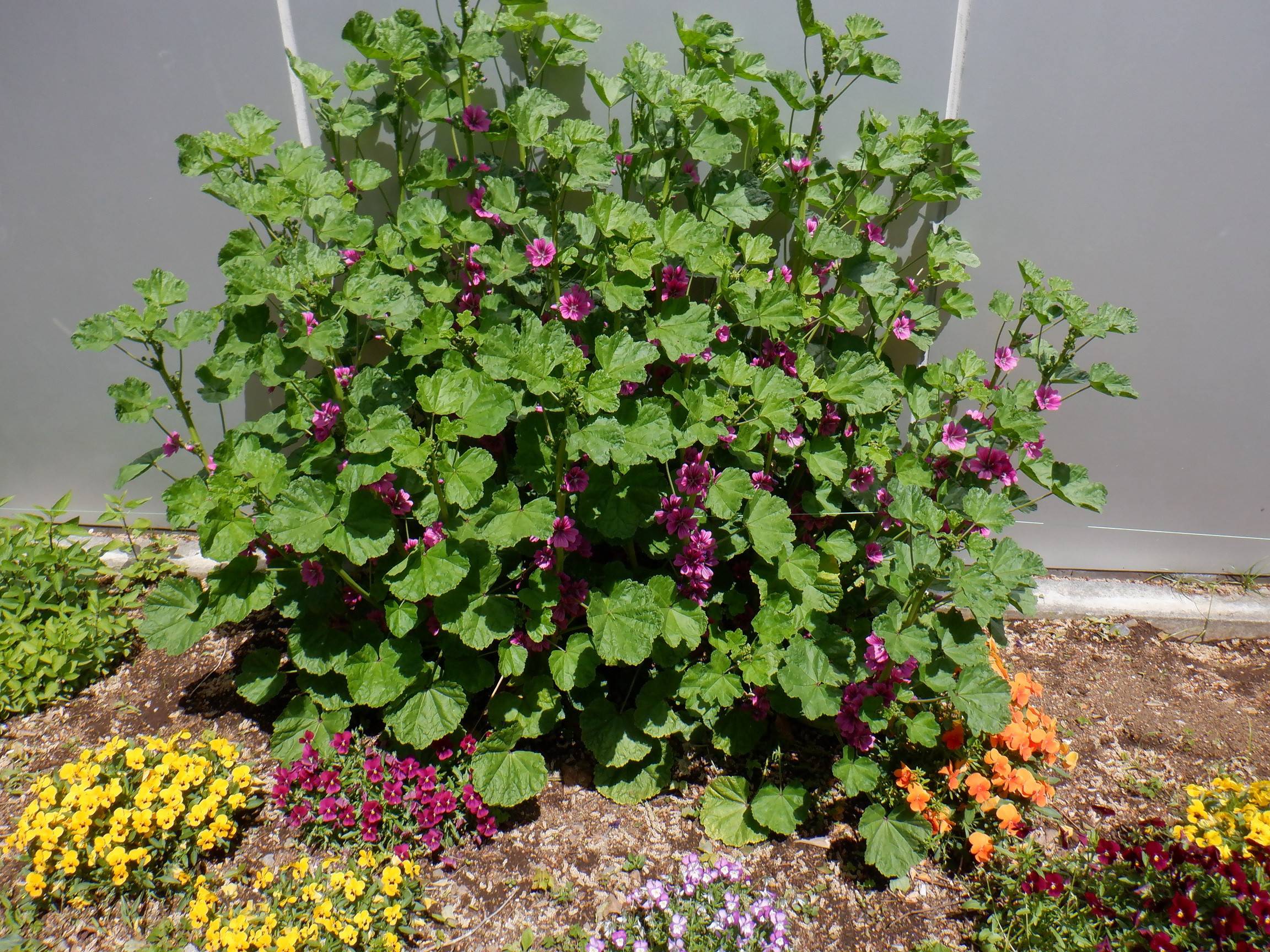 ゼニアオイの写真