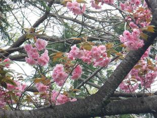 ヤエザクラ(八重桜)