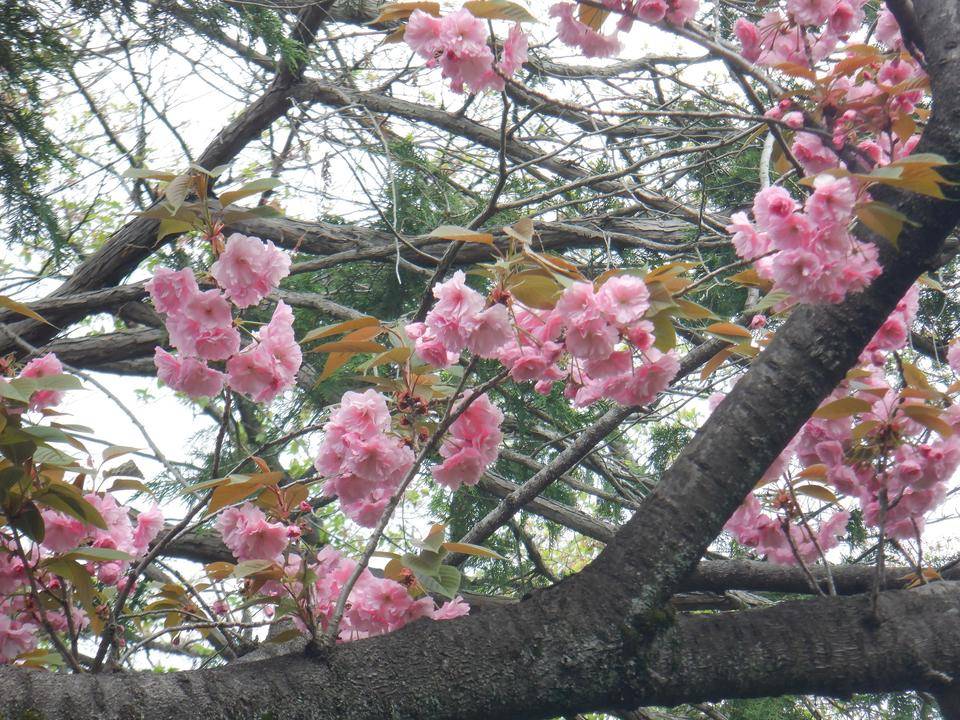 ヤエザクラ(八重桜)の写真