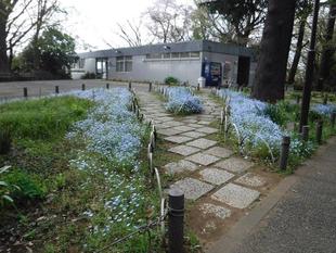 ネモフィラが見頃です