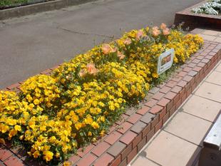 色とりどりのチューリップ(第一花壇)