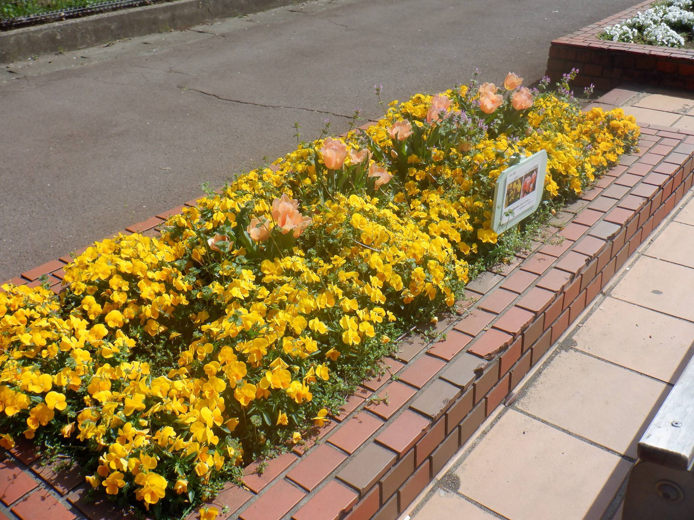 色とりどりのチューリップ（第一花壇）の写真