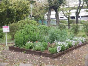 自由広場 新花壇