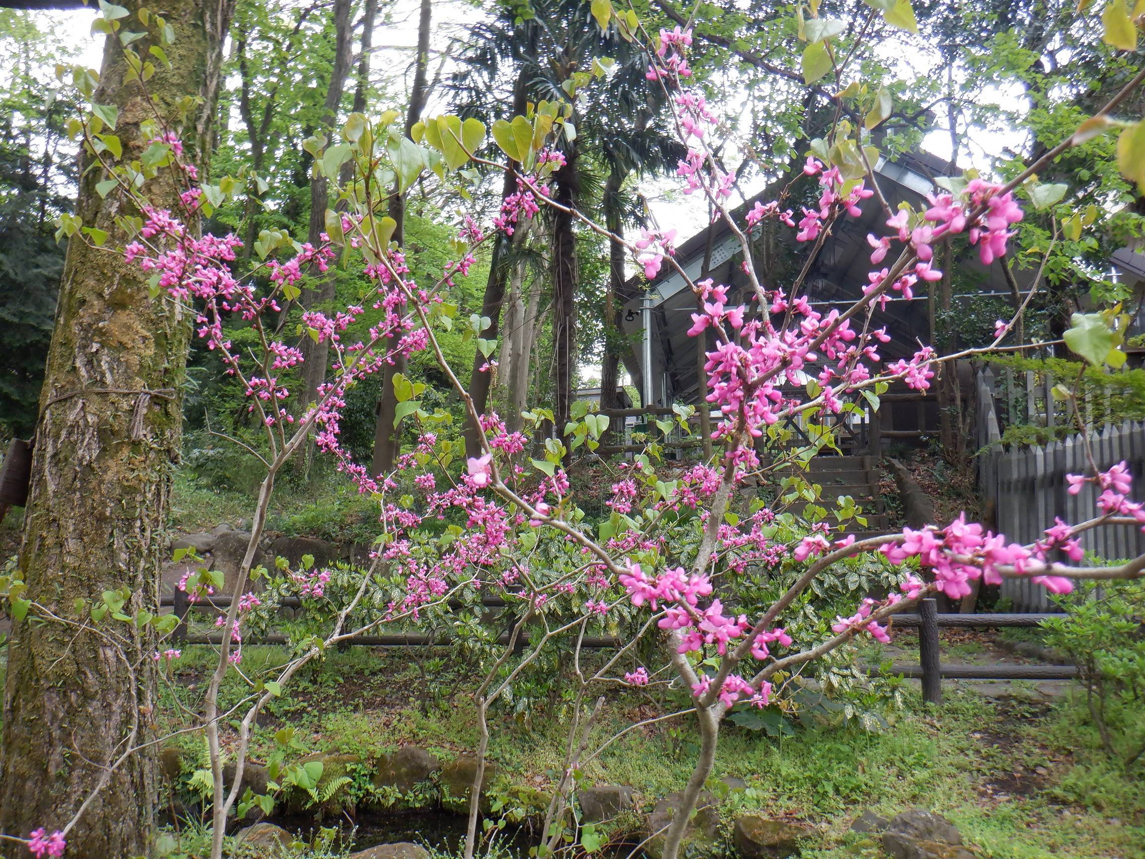 ハナズオウの花が咲きましたの写真