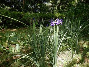 ジャーマンアイリス  (2)