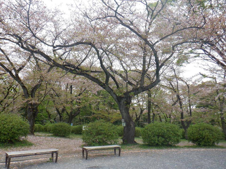 三ツ沢公園サクラ開花情報2021【4月2日】の写真