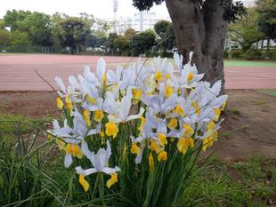 ジャーマンアイリス