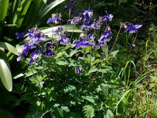 オダマキ(苧環)