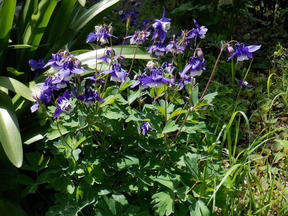 オダマキ（苧環）の写真