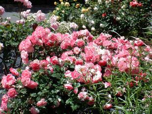 第三レスト前バラ花壇