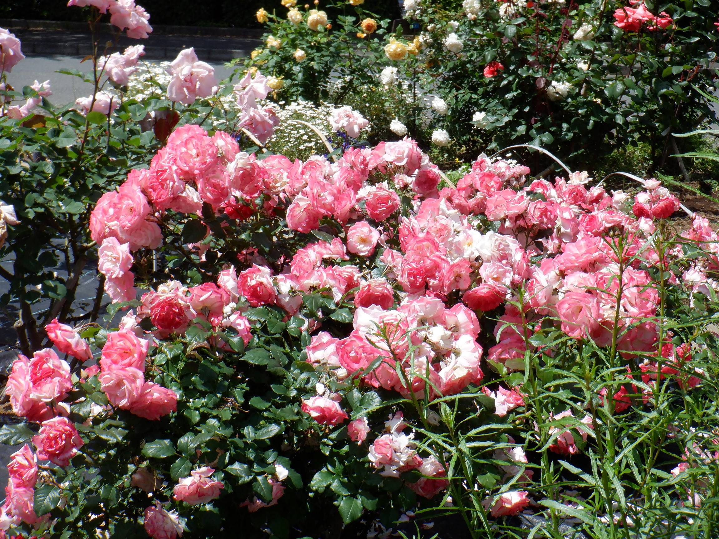 第三レスト前バラ花壇の写真