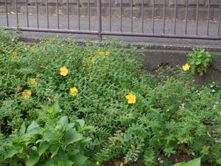 キンシバイ（金糸梅）