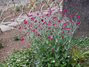 スイセンノウ（酔仙翁）