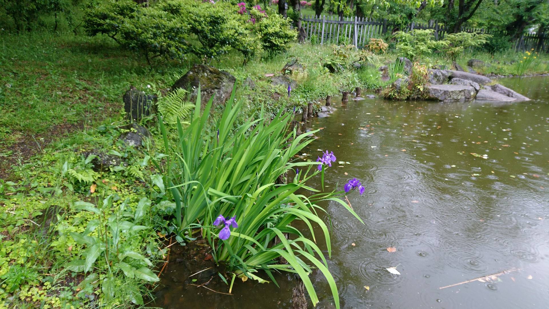 カキツバタの写真