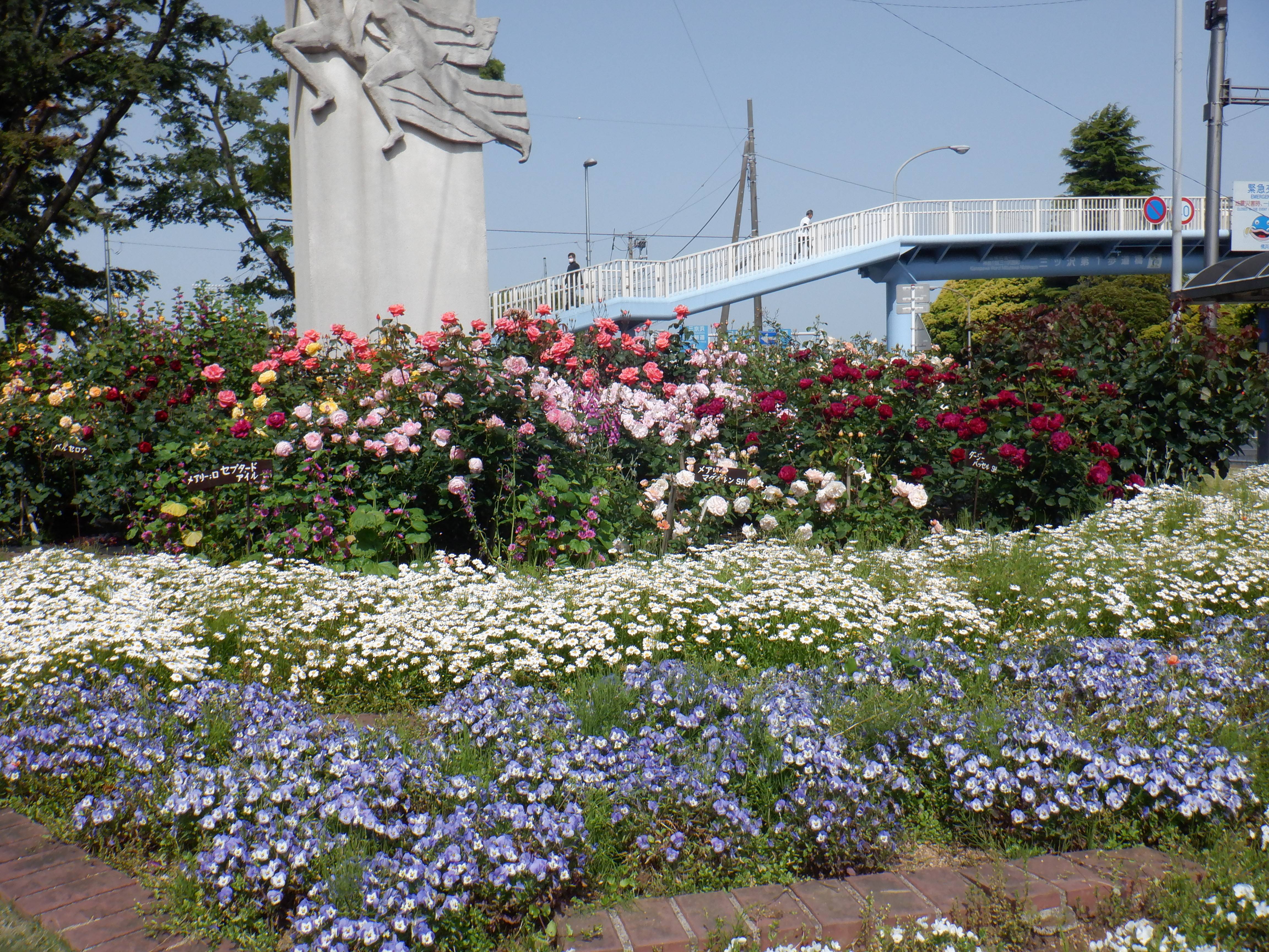 ロータリー花壇のバラの写真