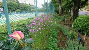 ムギナデシコとヤグルマギク