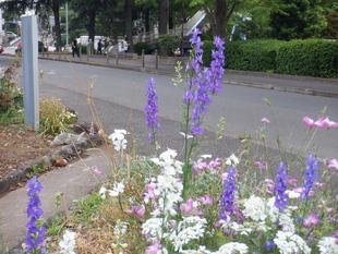 デルフィニウム