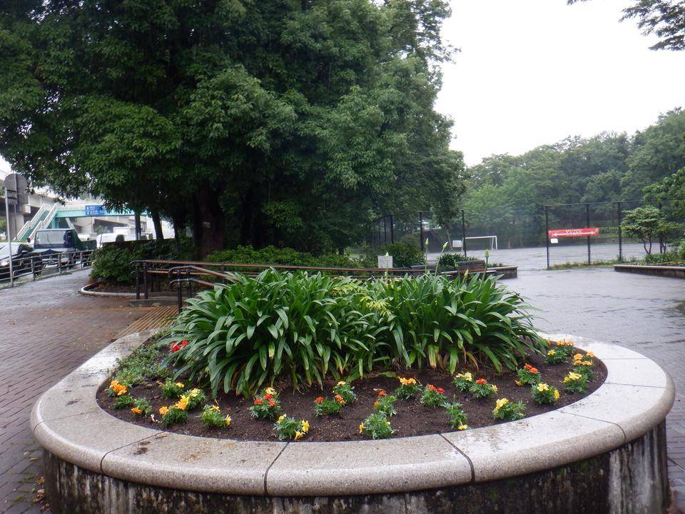 夏の花植え~自由広場の写真