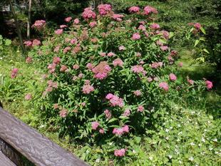 シモツケソウ（下野草）