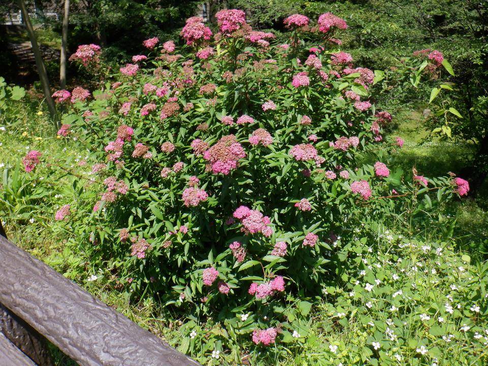 シモツケソウ（下野草）の写真