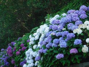 あじさい~第二レストハウス園路