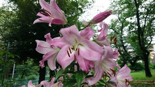 ユリが見頃です