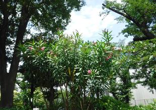 キョウチクトウ「夾竹桃」が咲き始めました