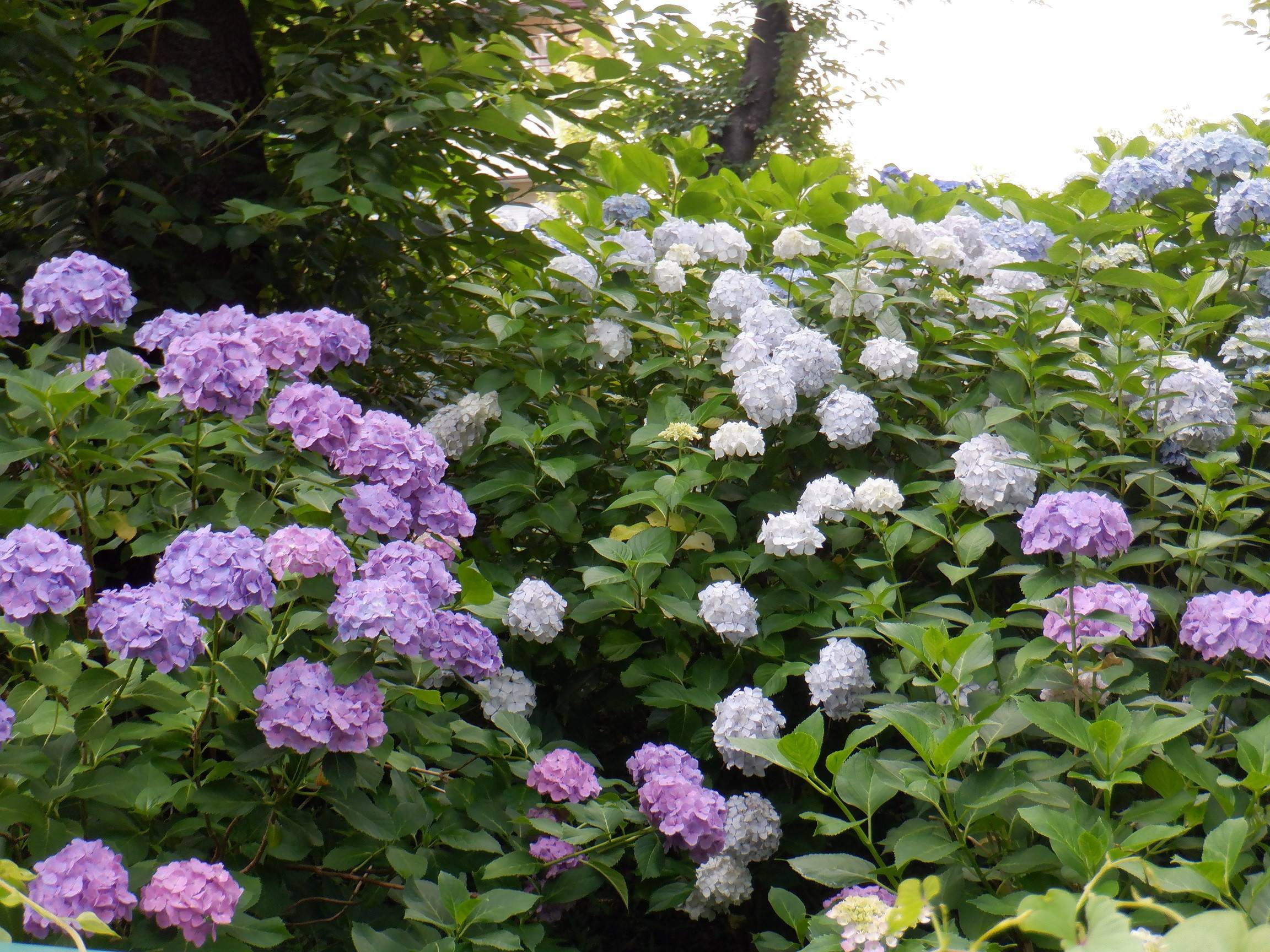 あじさい園　－２の写真