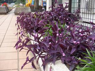 ムラサキゴテン